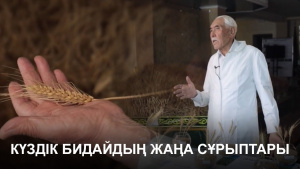 Күздік бидайдың жаңа сұрыптары. «Labs.kz»