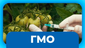 ГМО. «Labs.kz»