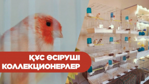 Құс өсіруші коллекционерлер. «Өміршең өнер туындылары»