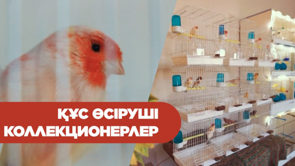 Құс өсіруші коллекционерлер. «Өміршең өнер туындылары»